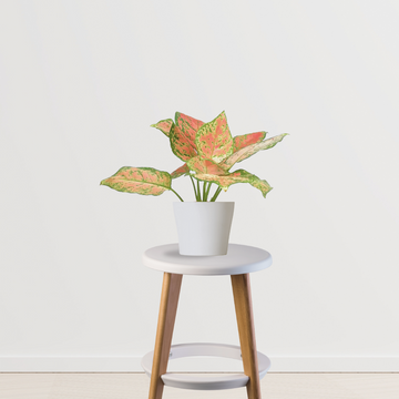 Aglaonema pink splash indoor plant